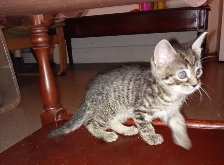 Bengal kittens for sale in Kilburn, Greater London – 6 weeks old - Image 3 of 3
