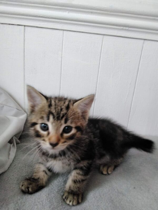 Bengal kittens for sale in Cardiff / Caerdydd, South Glamorgan – 8 weeks old