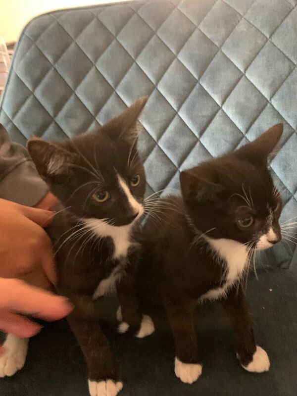 Bengal kittens for sale in Welling, Greater London – 10 weeks old