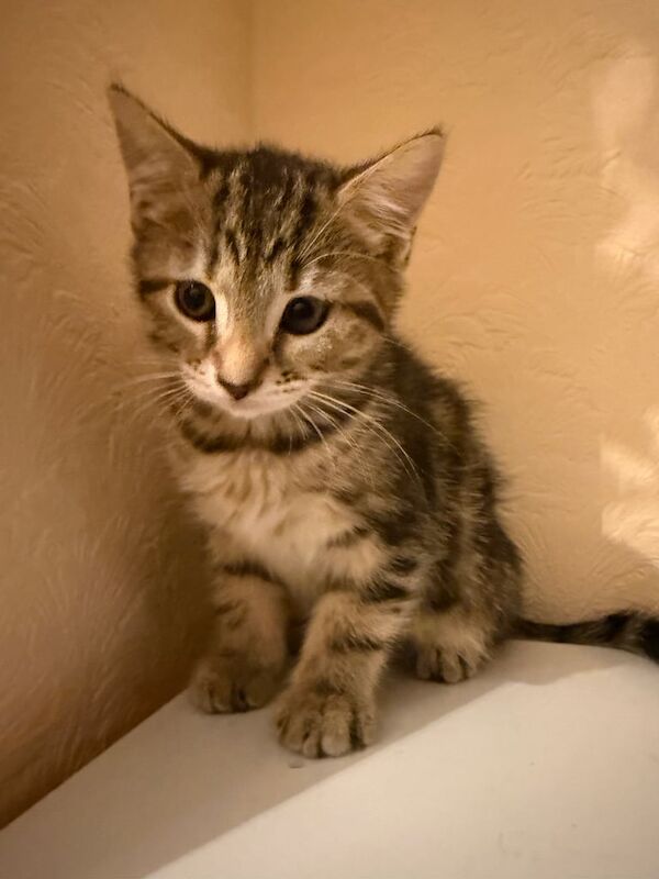 Bengal kittens for sale in Heathrow, London – 3 months old - Image 2 of 3