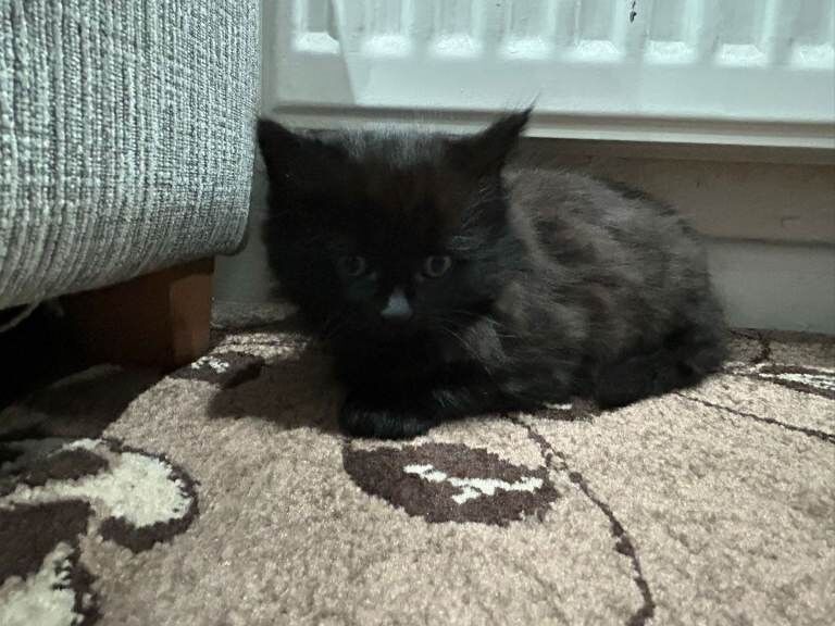 Bengal kittens for sale in Sheffield, South Yorkshire – 9 weeks old