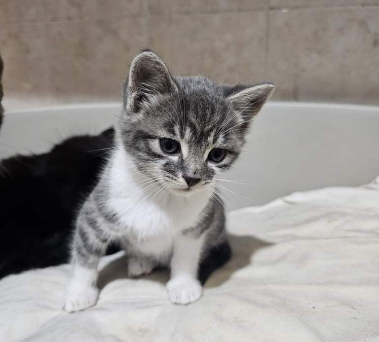 Bengal kittens for sale in Sheffield, South Yorkshire – 9 weeks old - Image 2 of 3