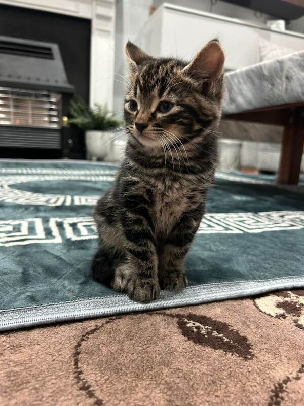 Bengal kittens for sale in Sheffield, South Yorkshire – 9 weeks old - Image 3 of 3