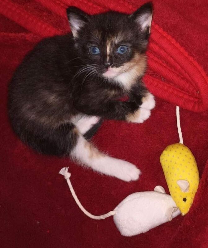 Bengal kittens for sale in Lambeth, Greater London – 3 months old