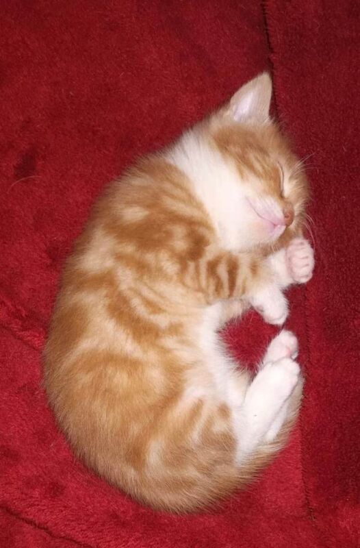 Bengal kittens for sale in Lambeth, Greater London – 3 months old - Image 2 of 4