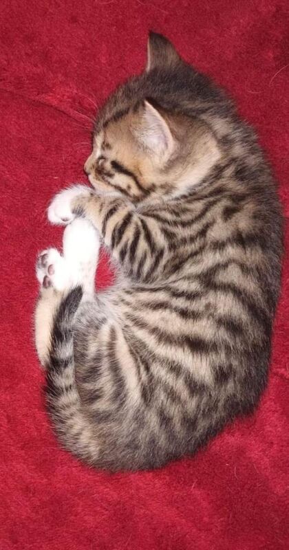 Bengal kittens for sale in Lambeth, Greater London – 3 months old - Image 3 of 4
