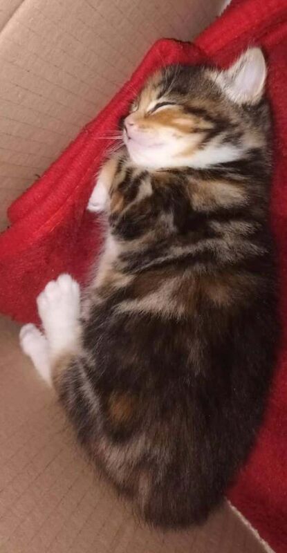 Bengal kittens for sale in Lambeth, Greater London – 3 months old - Image 4 of 4