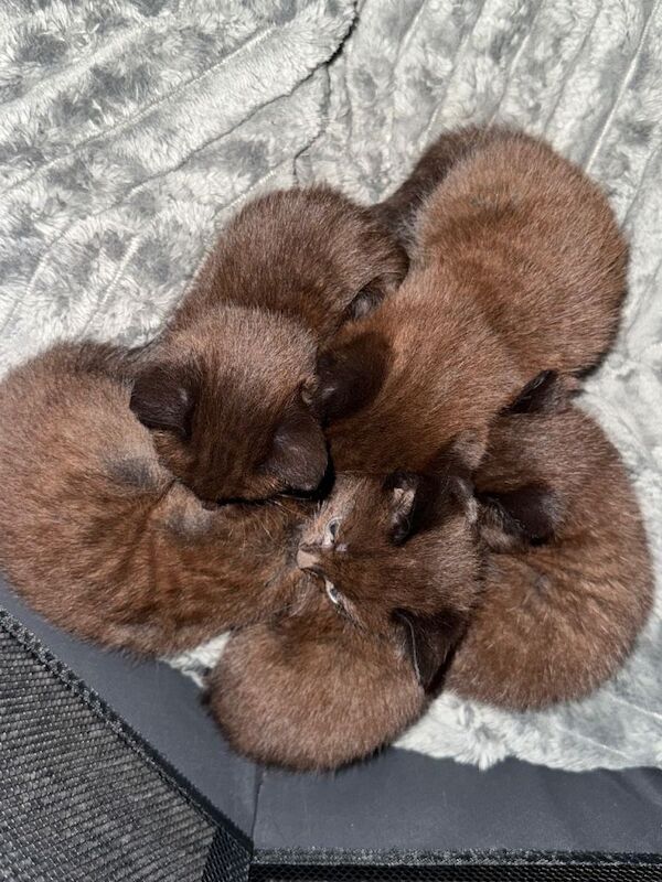 Bengal kittens for sale in Bournemouth, Dorset – 5 weeks old