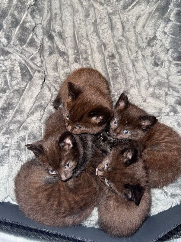 Bengal kittens for sale in Bournemouth, Dorset – 6 weeks old - Image 2 of 3