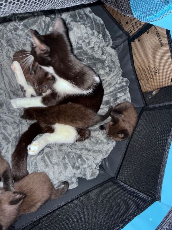 Bengal kittens for sale in Bournemouth, Dorset – 6 weeks old - Image 3 of 3