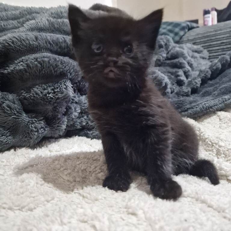 Bengal Kittens For Sale