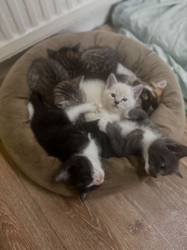 Bengal Kittens For Sale