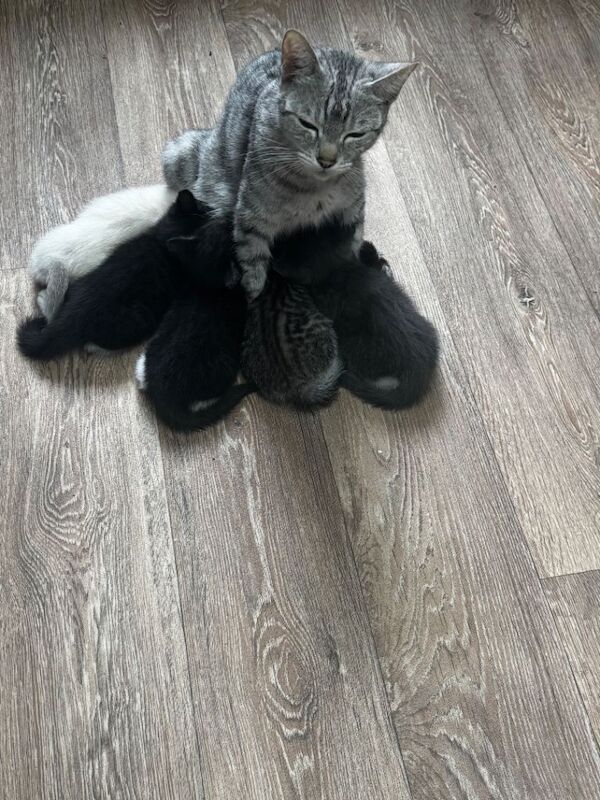 Kittens for sale - Image 2 of 3