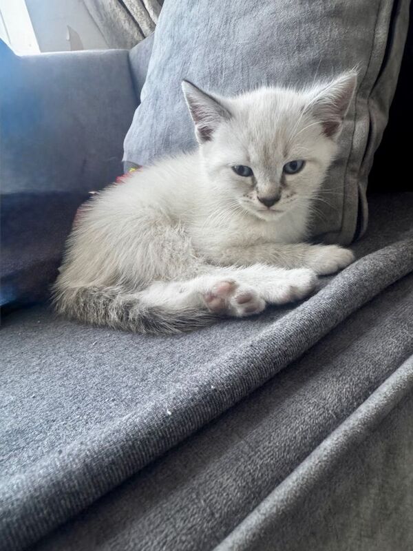 Kittens for sale - Image 3 of 3
