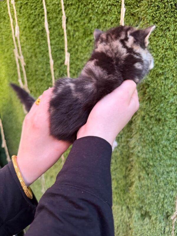 Kittens for sale - Image 2 of 4