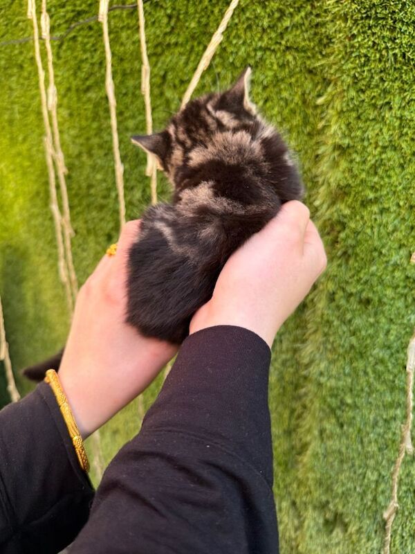 Kittens for sale - Image 3 of 4