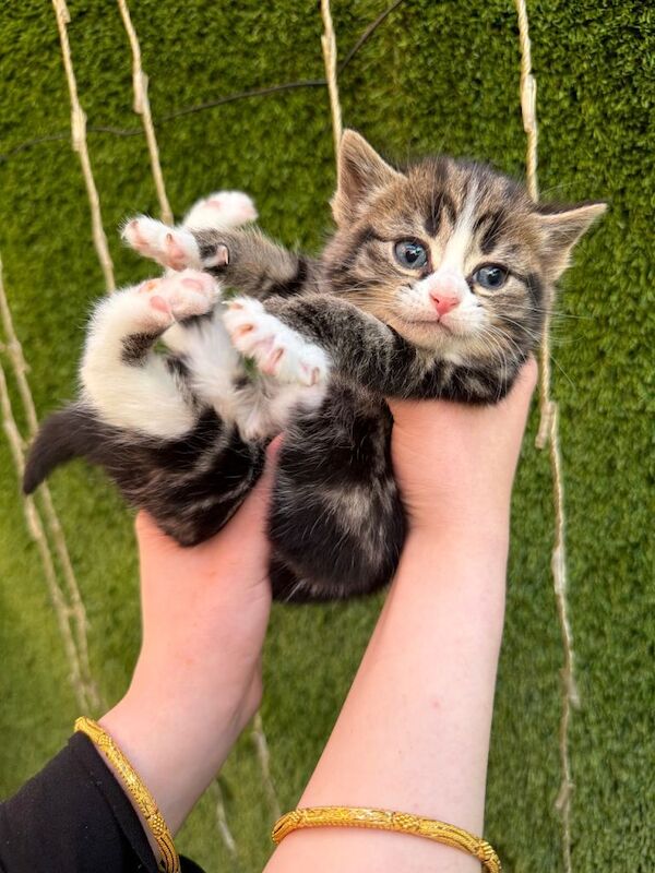 Kittens for sale - Image 4 of 4