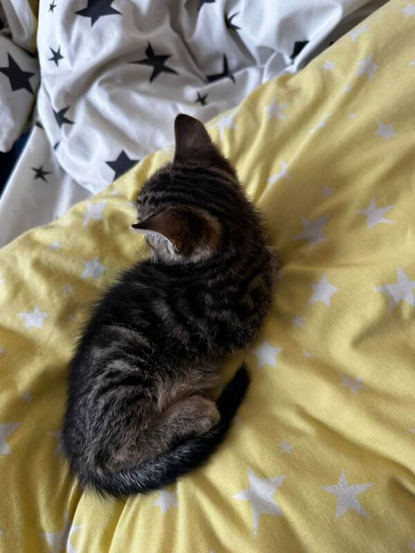 Kittens for sale