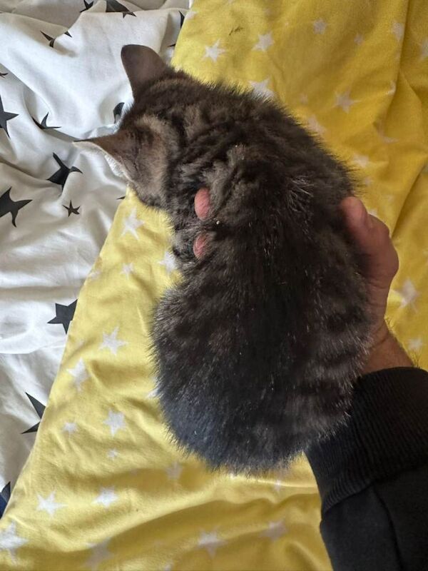 Kittens for sale - Image 2 of 4