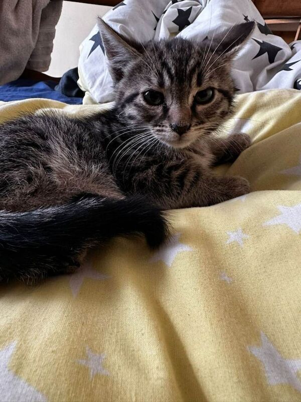 Kittens for sale - Image 3 of 4