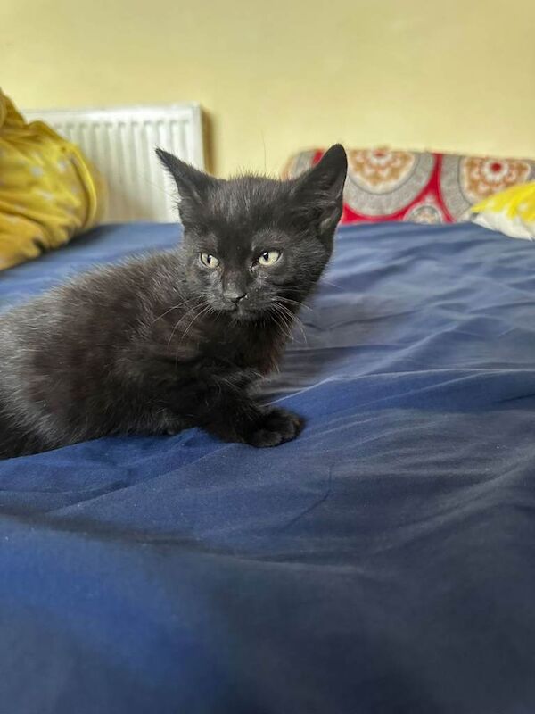 Kittens for sale - Image 4 of 4
