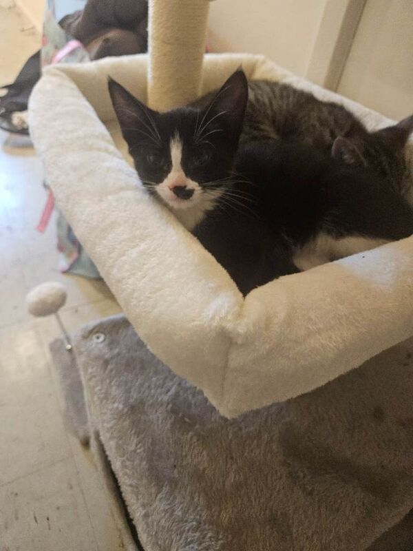 Kittens for sale