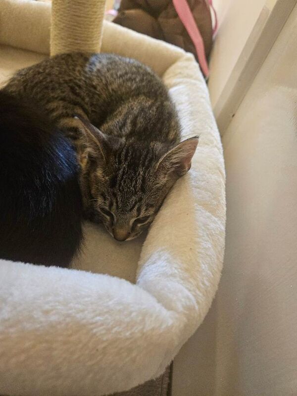 Kittens for sale - Image 2 of 3