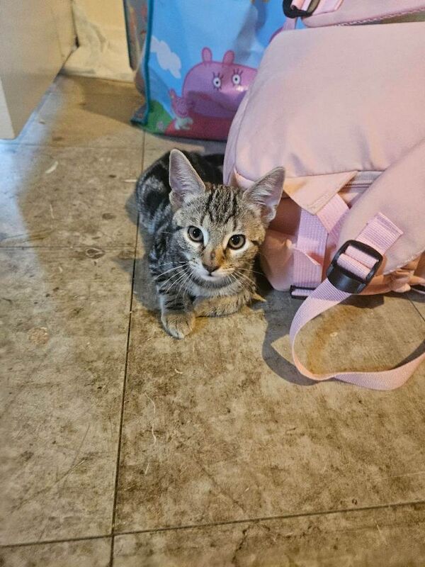 Kittens for sale - Image 3 of 3