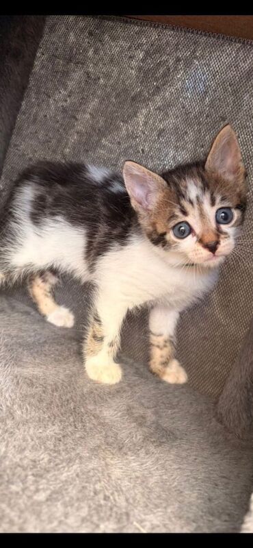 Kittens for sale
