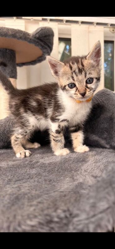 Kittens for sale - Image 2 of 3