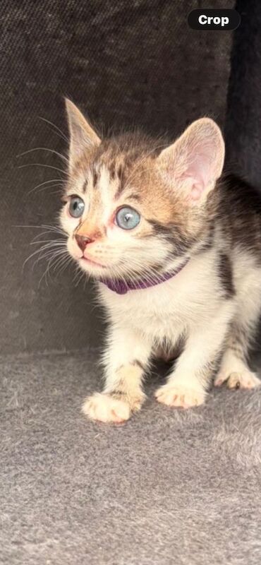 Kittens for sale - Image 3 of 3