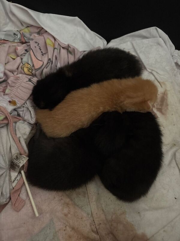 Bengal Kittens For Sale