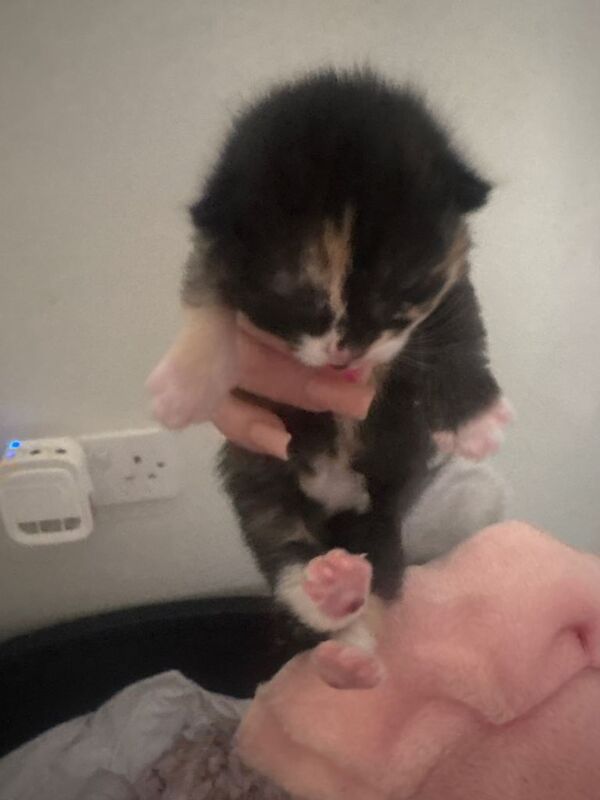 Kittens for sale £50-£100 - Image 2 of 3