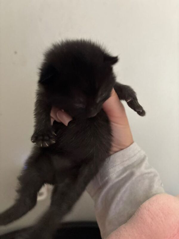 Kittens for sale £50-£100 - Image 3 of 3