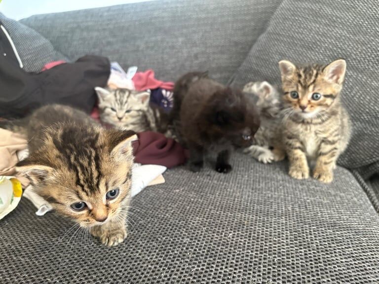 Kittens for sale - Bengal x Persian for sale in Shepherd's Bush, Greater London