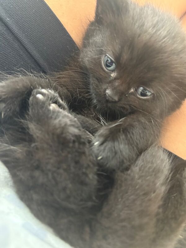 Kittens for sale - Bengal x Persian for sale in Shepherd's Bush, Greater London | Image 2