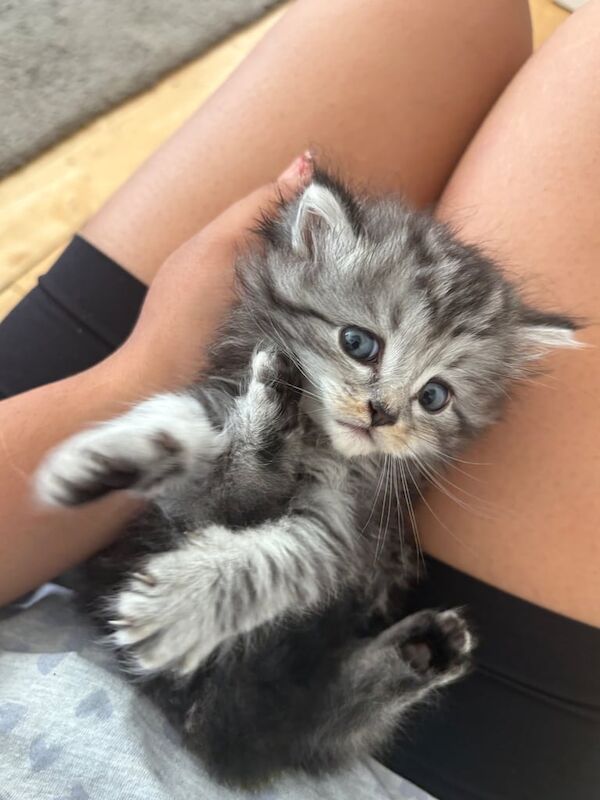 Kittens for sale - Bengal x Persian for sale in Shepherd's Bush, Greater London | Image 3