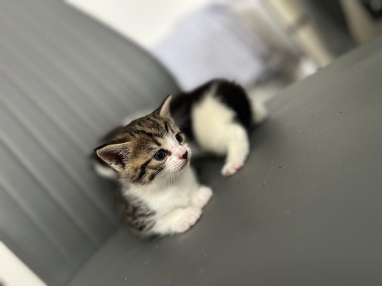 Kittens for sale Bradford for sale in Bradford, West Yorkshire