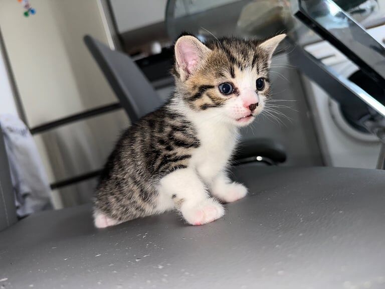 Kittens for sale Bradford for sale in Bradford, West Yorkshire | Image 2