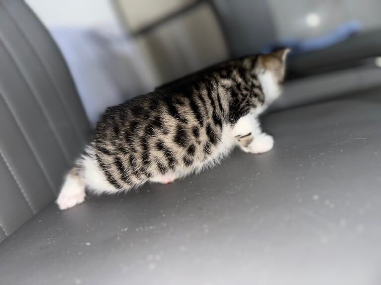 Kittens for sale Bradford for sale in Bradford, West Yorkshire | Image 3