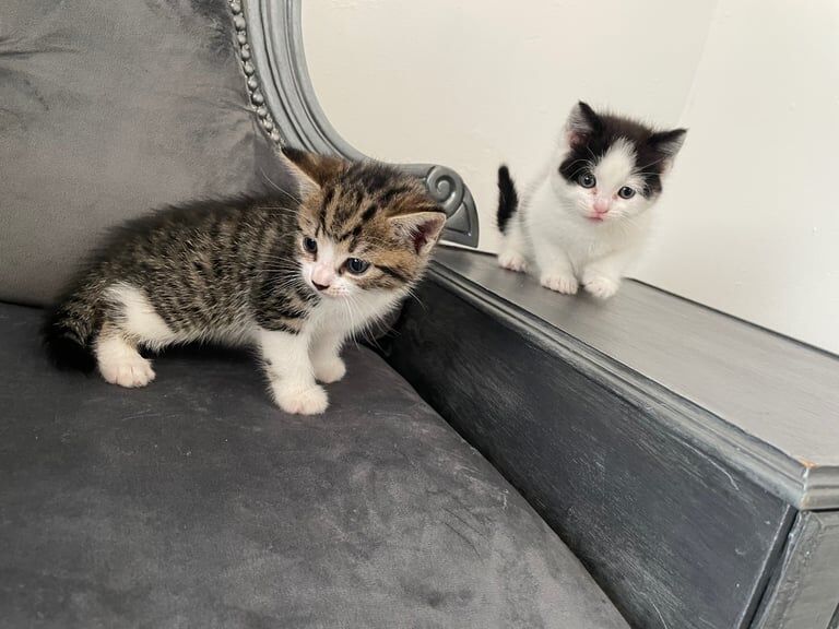 Kittens for sale bradford for sale in Bradford, West Yorkshire