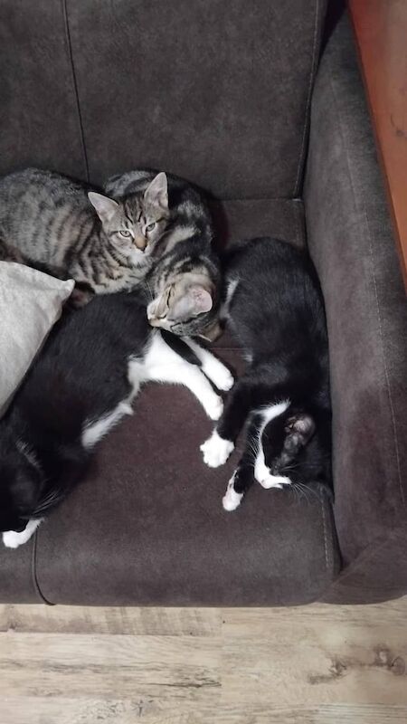 Bengal kittens for sale in Leyton, Greater London – 7 weeks old