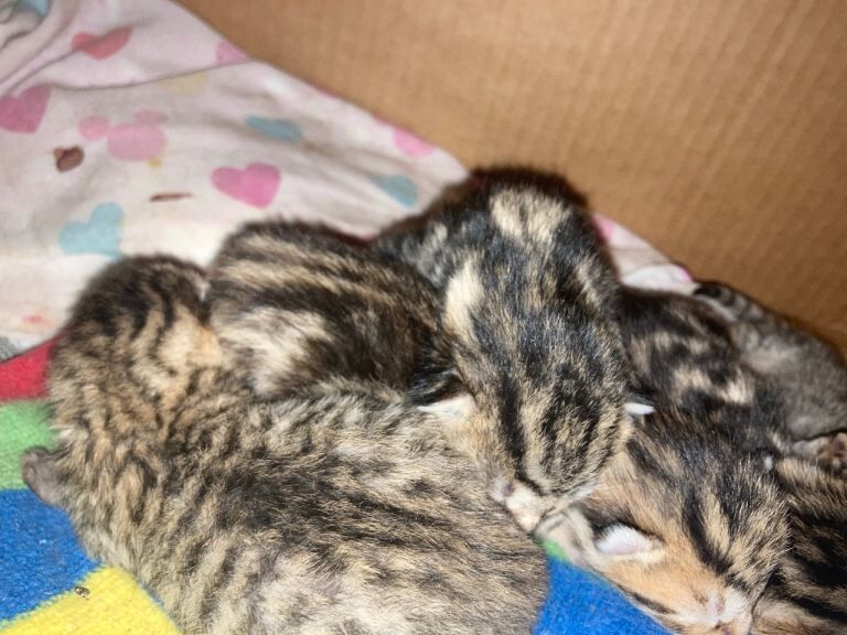 Bengal kittens for sale in East Dulwich, Greater London – 6 days old