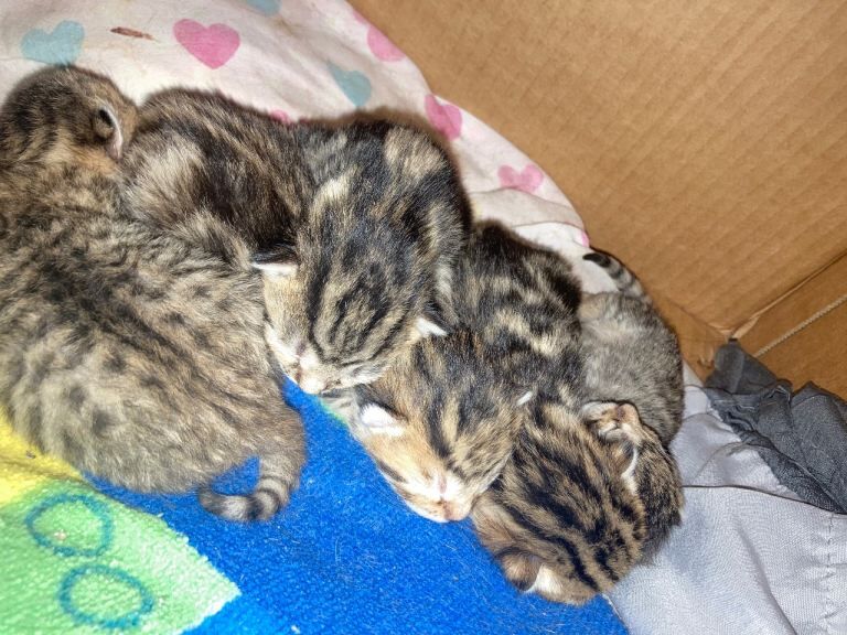 Bengal kittens for sale in East Dulwich, Greater London – 6 days old - Image 2 of 4