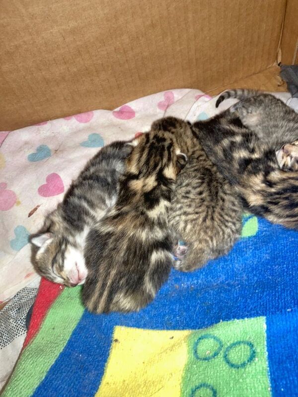 Bengal kittens for sale in East Dulwich, Greater London – 6 days old - Image 3 of 4