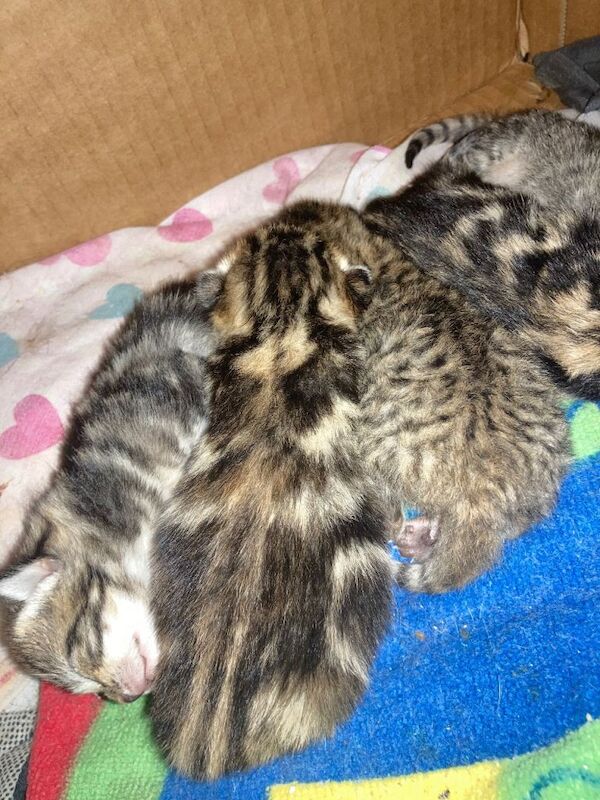 Bengal kittens for sale in East Dulwich, Greater London – 6 days old - Image 4 of 4