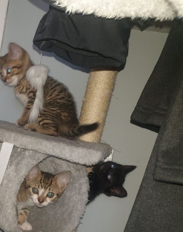 Kittens forsale for sale in Leeds, West Yorkshire