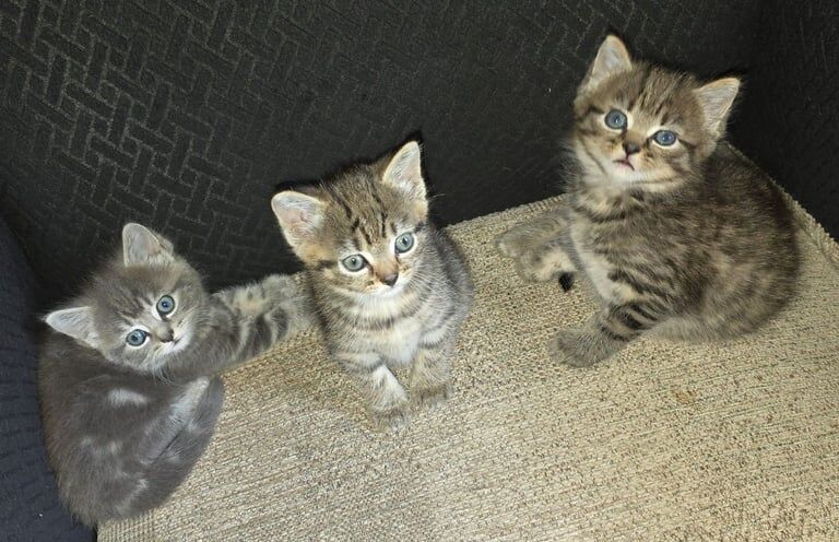 Bengal kittens for sale in Bradford, West Yorkshire – 8 weeks old