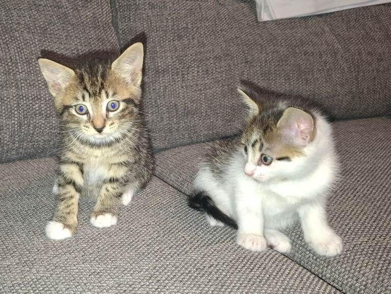 Bengal Kittens For Sale Under £300