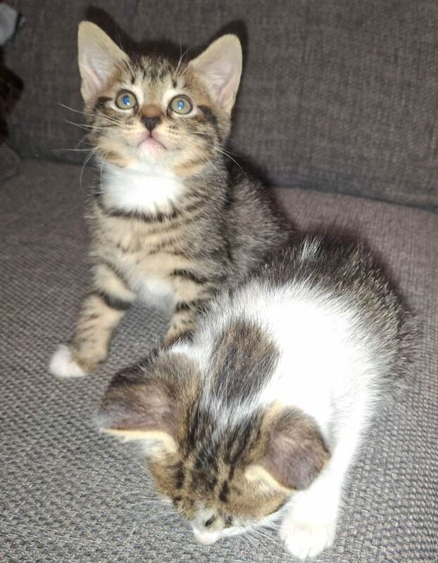 Kittens in stirling - Image 2 of 5